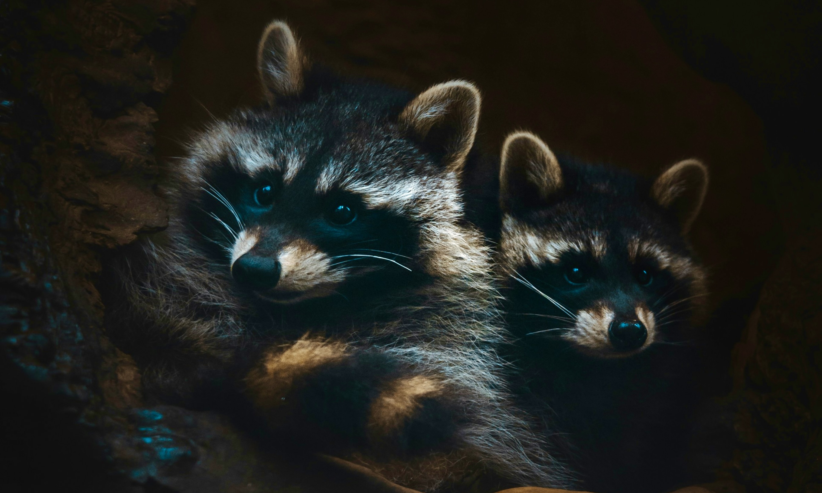 Raccoon face among foliage